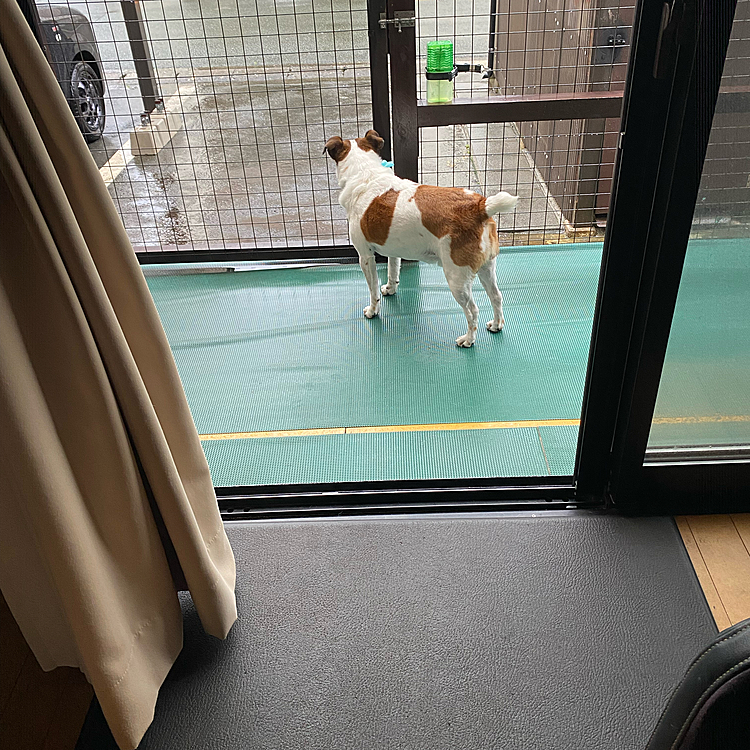 雨だから、濡れちゃうでしょ？おうち入りなさい‼️