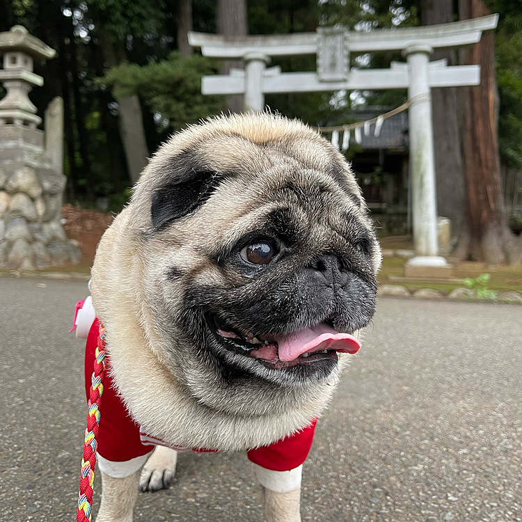 朝んぽ、神社⛩️まで行ってきました🐽