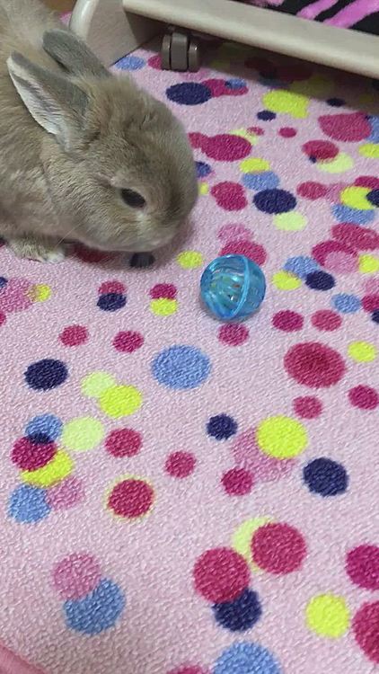 自分のそばにボールがあるのが気に入らないみたいです。笑