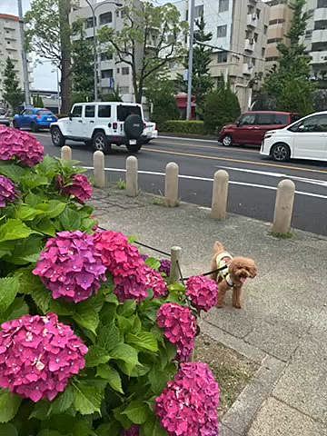 今日14(水)は曇天☁️
気温は25度予報ですが少し蒸し暑いね💦
いつものショッピングモールとそこから数分の歩道に咲く紫陽花💜🩵

ハッピーはあまりお水を飲まないのでフードやオヤツを水にドボンして飲ませる作戦です😉