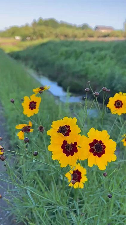 今日は小川のせせらぎに囲まれお散歩です♪