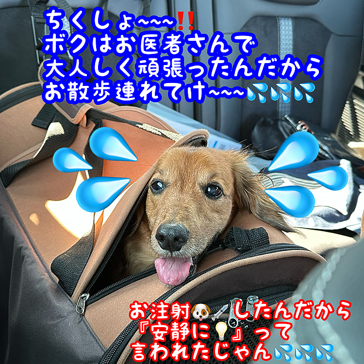 地元のCホームの帰り…あんまりワンワンうるさいのでお顔だけ出させてあげたら…引っ込めません💦💦💦(笑)
狂犬病とフィラリアのワクチン接種したんだから💦今日はこれからは大人しくしてて下さい🤣🤣🤣
#ヘルニア犬#リハビリ犬#ワクチン接種