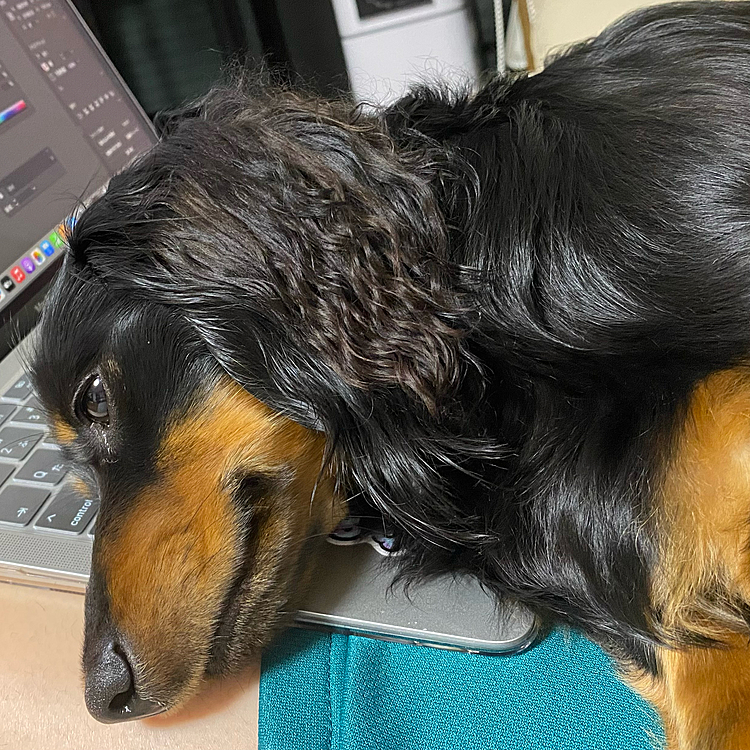 PC作業の邪魔をする犬
