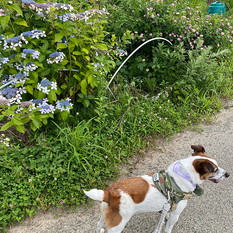 紫陽花が、綺麗💕💕💕