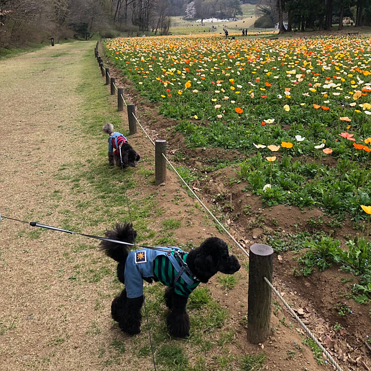 ここにもお花🌼