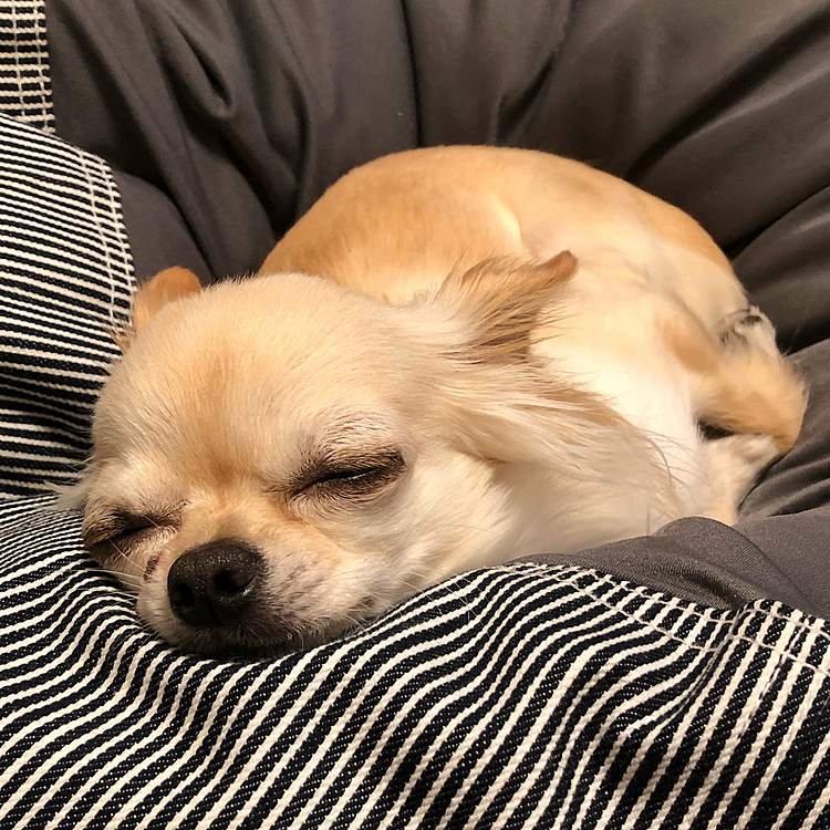 とろ〜んとしていて寝てしまいました🐶💤💤