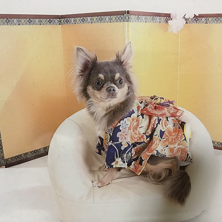 着物を着て撮影しました。可愛い。