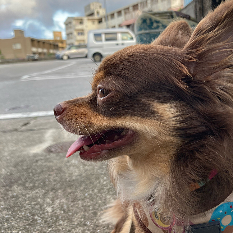 夕方のさんぽ後の
はなちゃん（保護犬）

なんかカッケー(*ﾟ∀ﾟ* 👍　いち