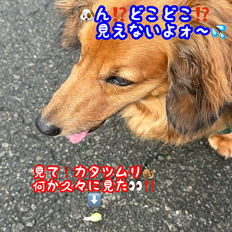 朝の生き物探索その①
久しぶりに生きてるカタツムリ🐌見ました👀
ココﾁｬﾝ🐶は全く気付いてない様ですが🤣🤣🤣