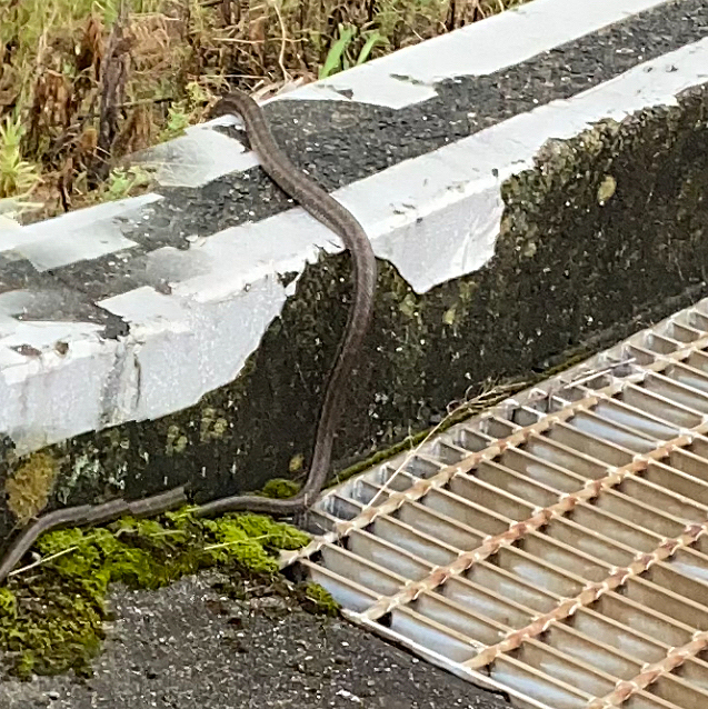 散歩中に、何十年ぶりで見た🐍😱