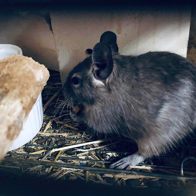 クッキー🍪カリカリ美味しいね