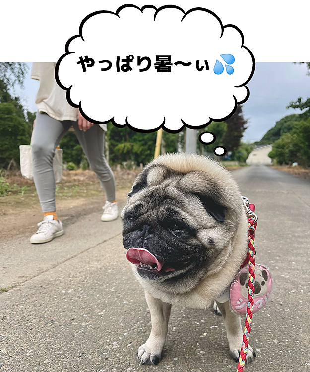 曇空🌥️の朝んぽ🐾
陽は出てなくても蒸し暑いです💦