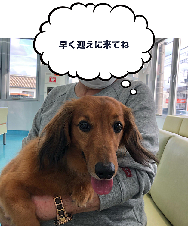 今日の午後からココ太郎の様子を見て来ました💡先生方の懸命なリハビリのおかげで少しづつですが下半身に力が入る様になってきてるそうです💪💪💪
そぉいえばリアルタイムなココ太郎を投稿するのは初めてですね💡
入院する前より行動力が着いたというか…必死に頑張ってる姿を見て何か泣けてきます😭😭😭
ココ太郎🐶すごく頑張ってます👍👍👍