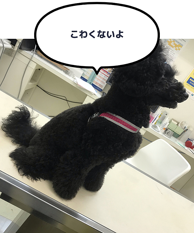 今日はワクチン接種に行きました‼️
ワタチ、チクンされても泣かなかったよ🤗
センセに褒められちゃった‼️