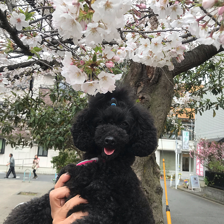 病院の待ち時間が1時間もあるって言うのでまた花見🌸
