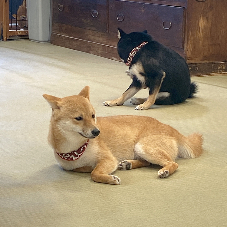 【シニア犬のお話を伺える方を探しています！】

はじめまして。岡山県立大学所属の学生です。卒業研究で犬用車椅子を製作しています。
シニア犬の子・脚の不自由な子と暮らしている方に数点質問したいことがございます。ご家庭のわんちゃんが高齢になった時に不安という方も是非！

製作においてご協力いただける方はリアクションをいただけると幸いです。
よろしくお願いいたします。