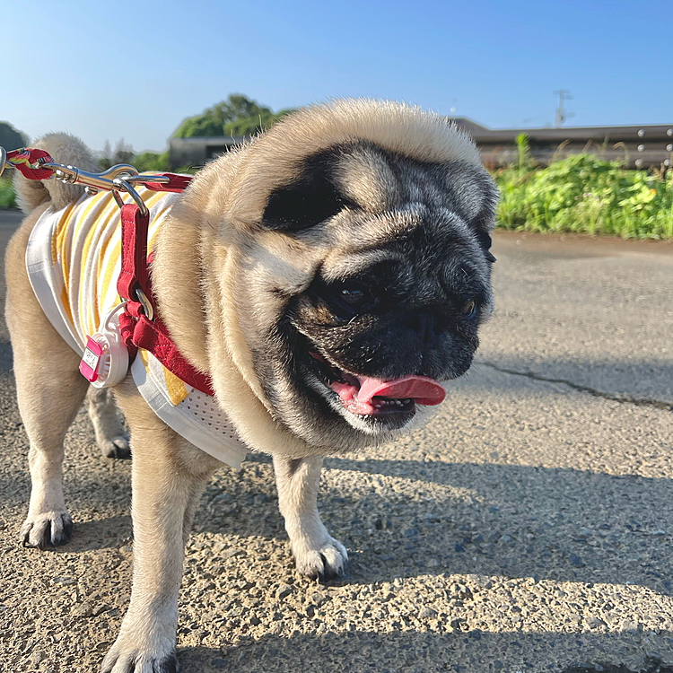 早起き散歩🐾やっぱり暑い🥵