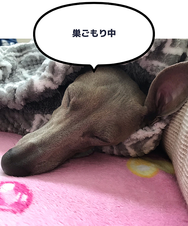 ベランダにて外気浴。桜の花びらが飛んできています🌸
ガリガリ過ぎ⁈少しご飯増やそうかな🍚
午後は巣ごもり。
明日、ホントに降るのかな❄️…