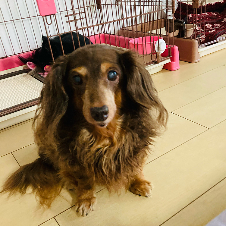 久しぶりの投稿💦
バタバタで〜　
シニアの空ちゃんに凄いガン見されてる🐶😊💕
