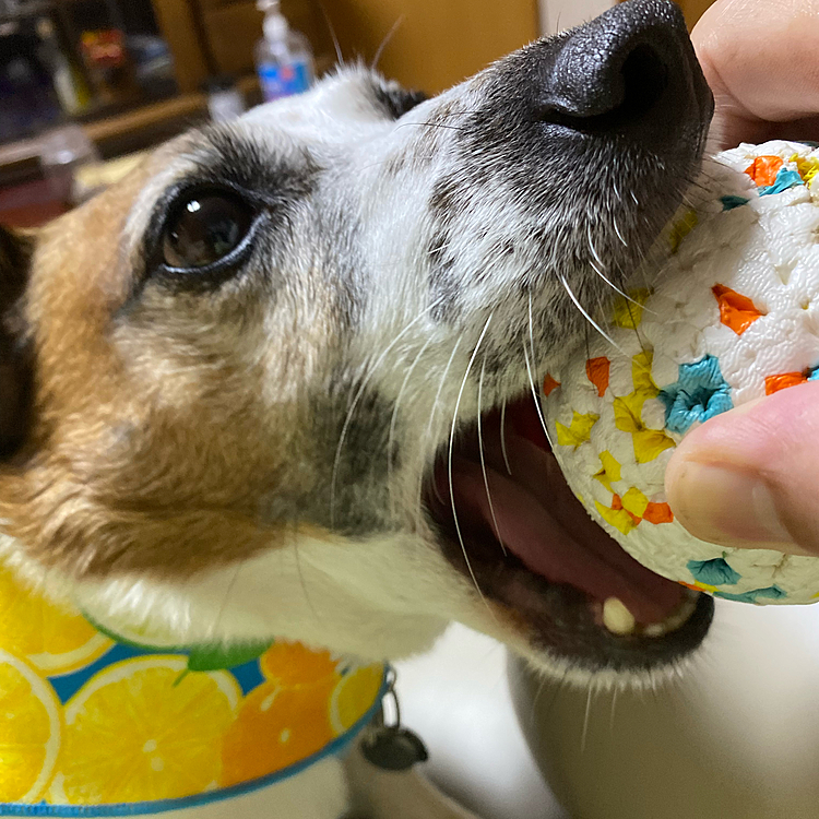 ボール遊びも、だーいすき❣️