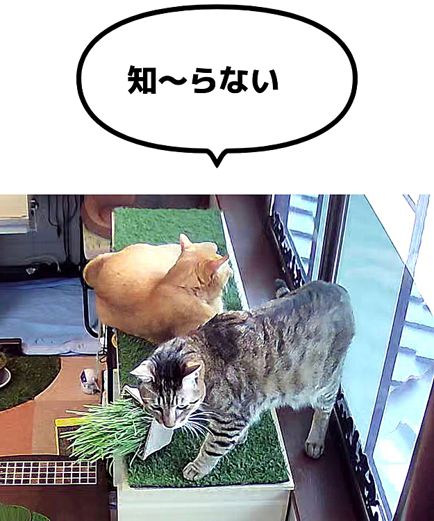 猫草の鉢部分が軽いので
しゃくしゃくすると倒れることも😅