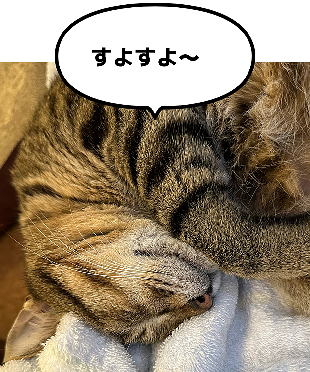 きーちゃん、気持ちよくねんねん💤