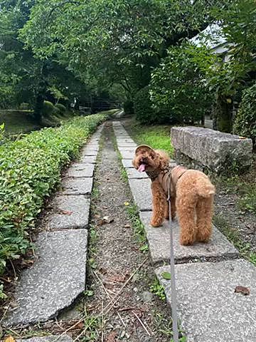 哲学の道をひたすら歩いて南禅寺へ向かいます🐾
川のせせらぎを聞きながらひんやりした空気に足取り軽やかなハッピー🐶

途中竹の葉で作った舟を観光客に振る舞うご年配の方がいて舟を川に落とす風流な遊びも体験🎋

南禅寺の山門は風が気持ち良く、何度も訪れている大好きな場所にハッピーと来れた事に感謝✨

更に奥に進み蹴上インクラインへ♪
ずっと気になっていた場所、
繋がっているとは知りませんでした💦