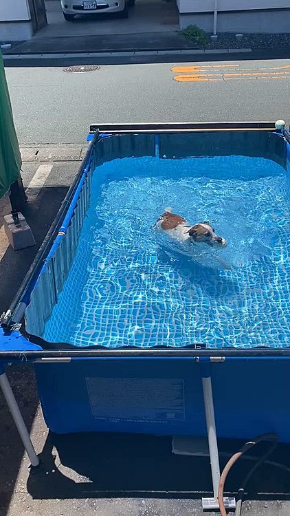 ようやく、毎年恒例プール開きできました💦