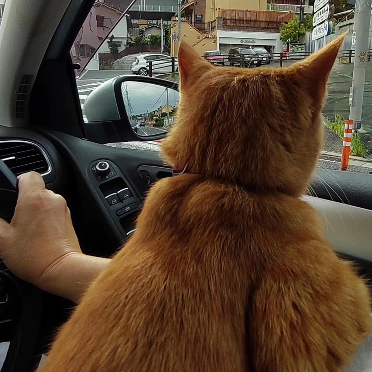 車に乗ってる時だけしがみついてくれる〜😁