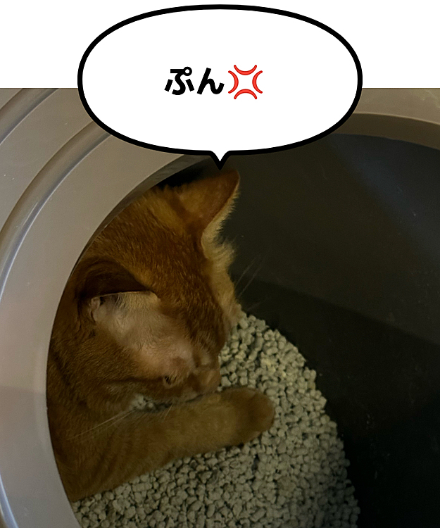 何か、お気に召さないことがあったらしく
トイレに籠ってます🥲