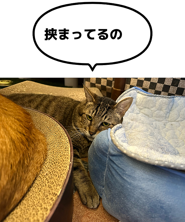 きーちゃんは、狭いところがお好き