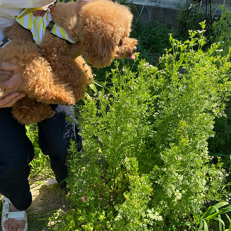 パパさんリクエストのパクチー🌿🌿🌿