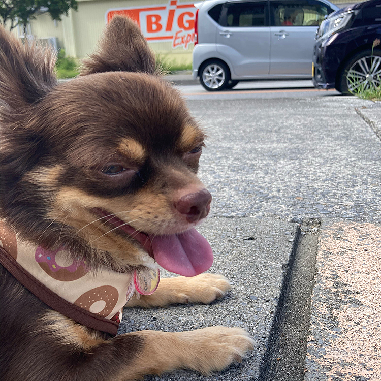 うまれかわれる！
と思えれば
ゼッタイ！うまれかわれる！


って
はなちゃんさんぽしながら
ふと思った(^-^)v 沖縄から　いち