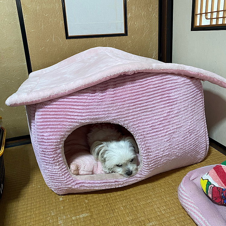 クーラーのきいた部屋で冬のハウスに潜り込むココ