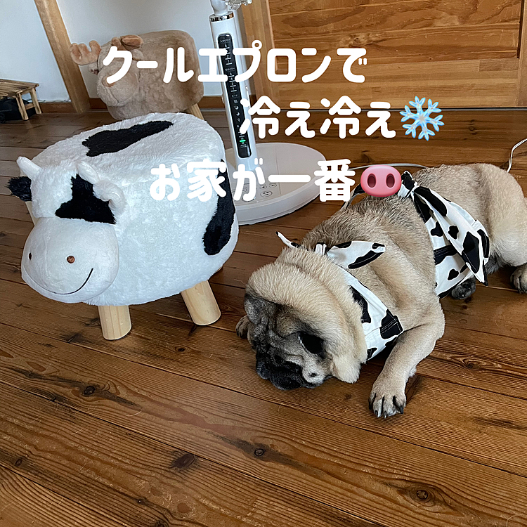 お家帰ったら新調したクールエプロンで、牛さんと一緒にクールダウン🐮