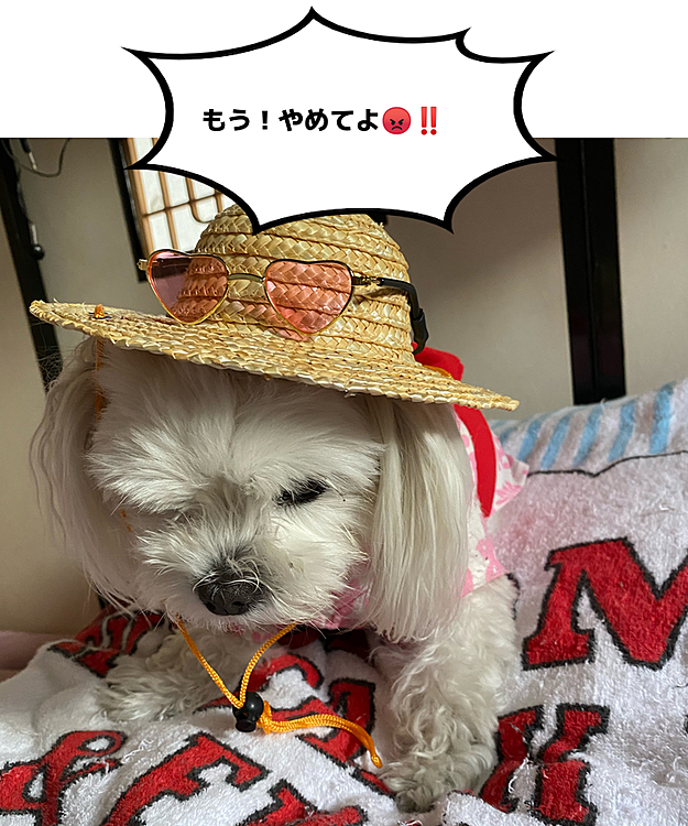 今日10才のお誕生日を迎えました🎂
麦わら帽👒とサングラスで超迷惑そうなココ
全然お誕生日の雰囲気じゃないけど💦