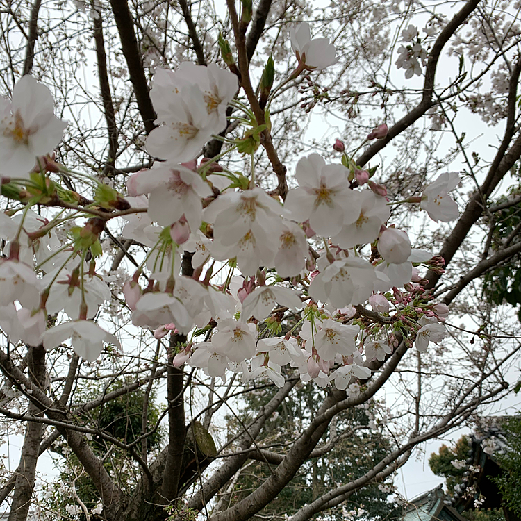桜🌸も大分咲いてきましたよぉー🙌🏻
来週半ばぐらいが見頃かなー🤔🤔
今日は曇ってて桜🌸が映ない😱😱