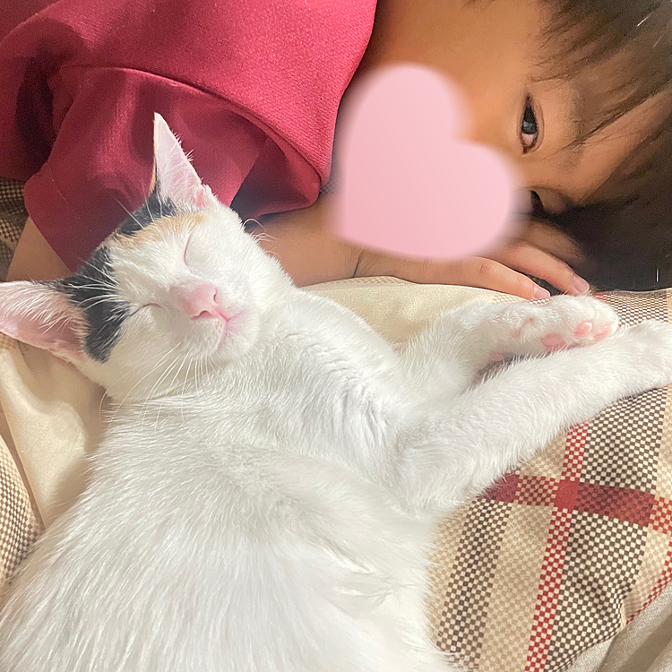 なんかおにーちゃん、うれしそうだな…

いろは、きにせずに、おやすみなさい( ˘꒳​˘)💤

