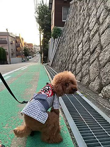 帰宅後はマッタリ過ごして19時から近所のお寺の参道で開催中の夏祭りへ🐾

昼間は暑いけど夕方からは風もあり涼しくて快適な日が多い気がする♪

いつもの洋食屋さんの唐揚げ🍗とカニクリームコロッケ🦀をつまみに酎ハイをグビグビ最高🍻

恒例の柴田シェフのパエリア🥘
食べたかったけど大行列だったので諦めすぐ買えるアップルパイを持ち帰りました🍎