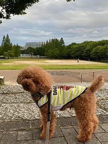 昨日は天気が怪しかったからか夕方のメタセコ広場は10🐶程度と少なめでした😔
でもオヤツパーティーは最高🎉
どの子もオヤツ貰おうとお座りしたりくれそうな人を必死で探します👀

そしてただただスイカを食べるハッピーの咀嚼音🍉