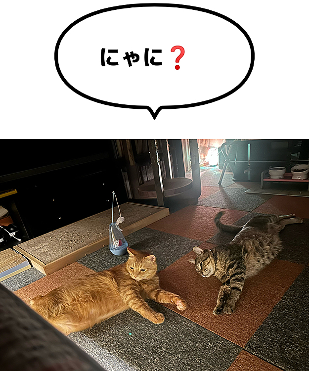 何見てるの❓おふたりさん
ベッドの下に何かあるの❓