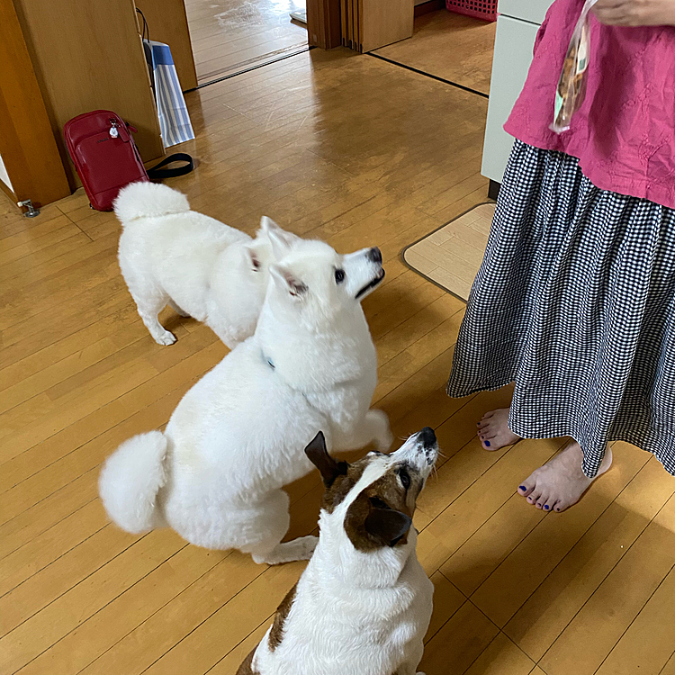 なかなか、そろわないお座り😅