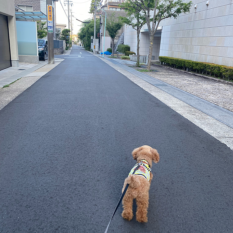 12(土)連休2日目

起きたら6時😱
日陰ばかりのショートコース🐾