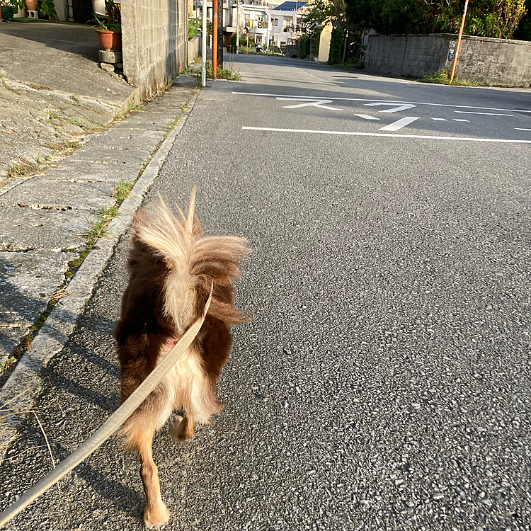 今日は
早朝さんぽやってみた♪(๑ᴖ◡ᴖ๑)♪



なんだか
気持ちいい(๑˃̵ᴗ˂̵)



なんだか
感謝の気持ち
溢れてきた٩( ᐛ )و






今日も
一日
仕事も遊びも
同じくらい
楽しもう！って思った😊　
　　　　　　　　　　
　　　　　　　　　　　沖縄から　いち