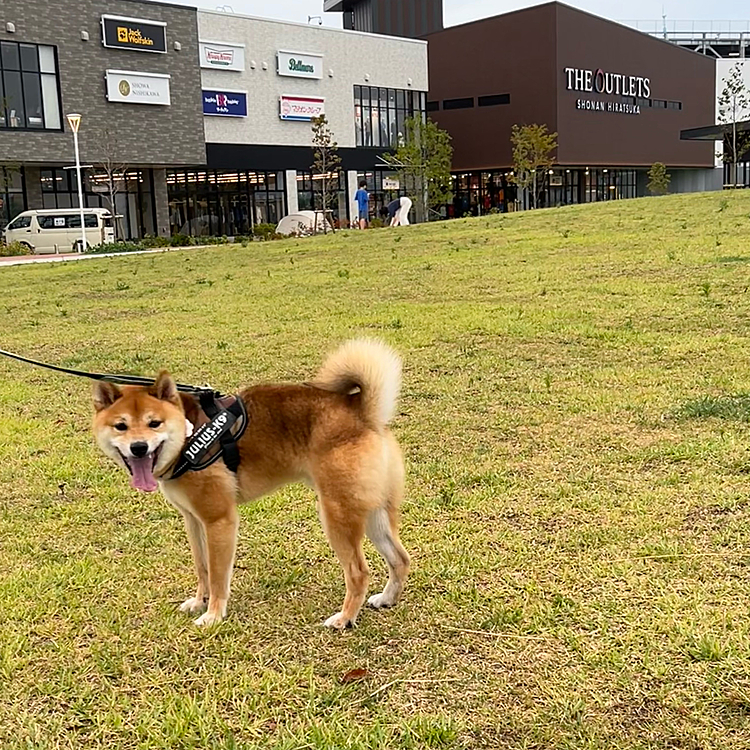 2023.08.14(月)
先週、夕方涼しくなってからアウトレットに行ってきました😊
