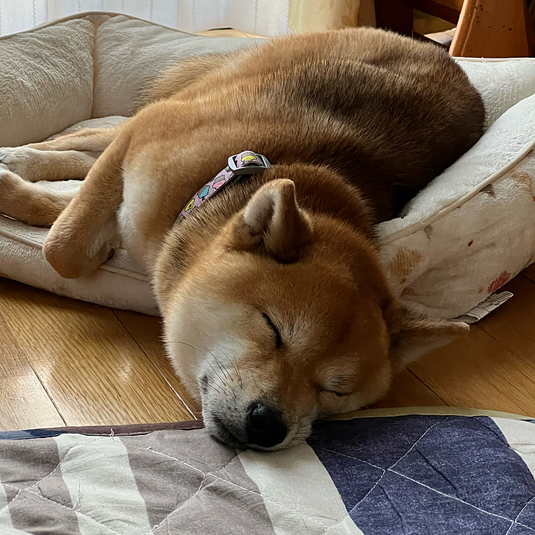 ここ数日は台風🌀の影響で遠出もできず、お家でまったりしていることが多いです😴