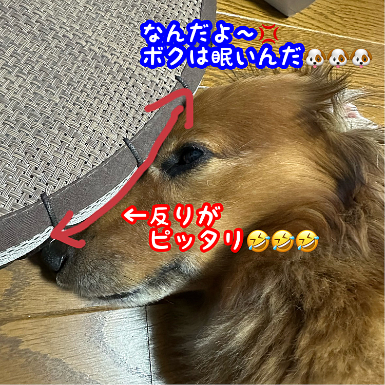 お盆休み…みっちもゆっくりしてますが、ココﾁｬﾝ🐶ものんびりネムネムの様です🤣🤣🤣