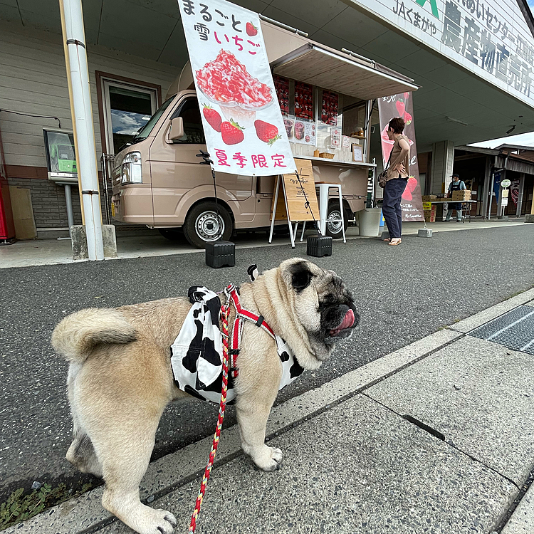 地元のイチゴ農園さんが夏場に出店してくれます🍓