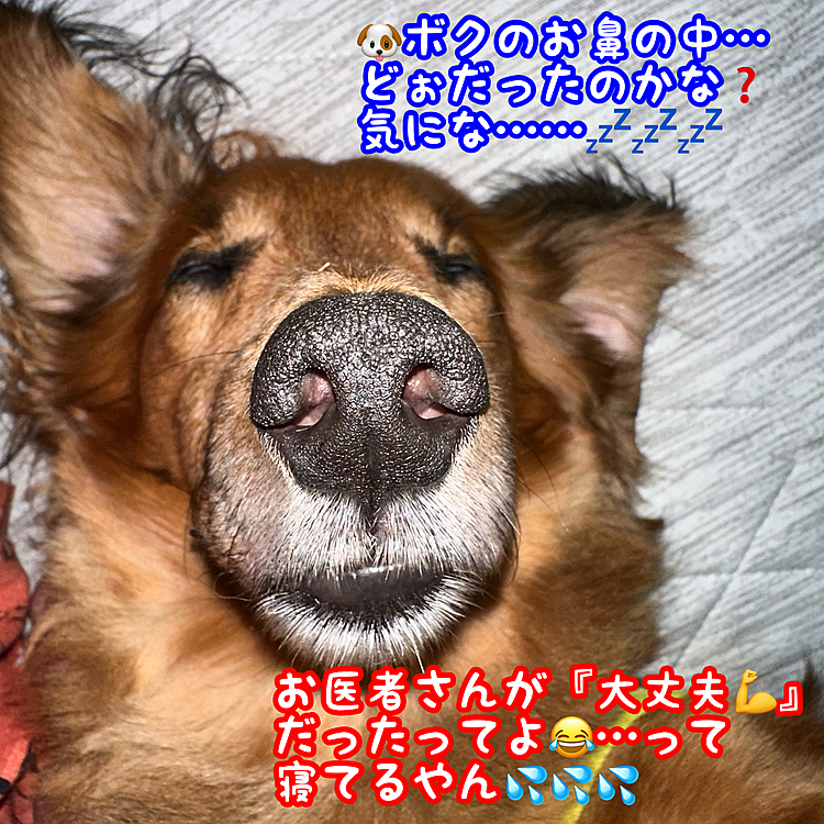 ウチのココﾁｬﾝ🐶を心配してくださった皆さんに御報告がおくれてすみません🙇‍♀️
一昨日お医者さんから電話が来まして､鼻血🩸の原因自体はやはり詰まってい草の種による腫れで､病気という点では全く問題無いという事でした💪💪💪
良かったねえ…って寝てるやん🤣🤣🤣