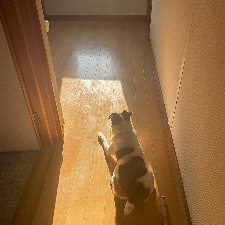 二階の廊下で、プール入れて欲しくて待つタイガー🐯